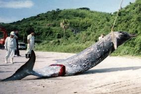 Stranded whale on Japanese coast turns out to be rare species